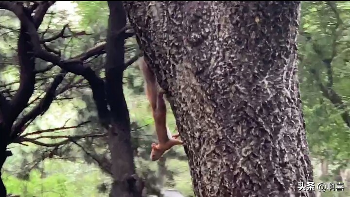 沈阳北陵公园的树,沈阳市北陵农场红枫林