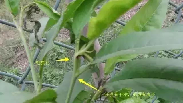 梨大食心虫危害图片,梨小食心虫对樱桃有哪些危害