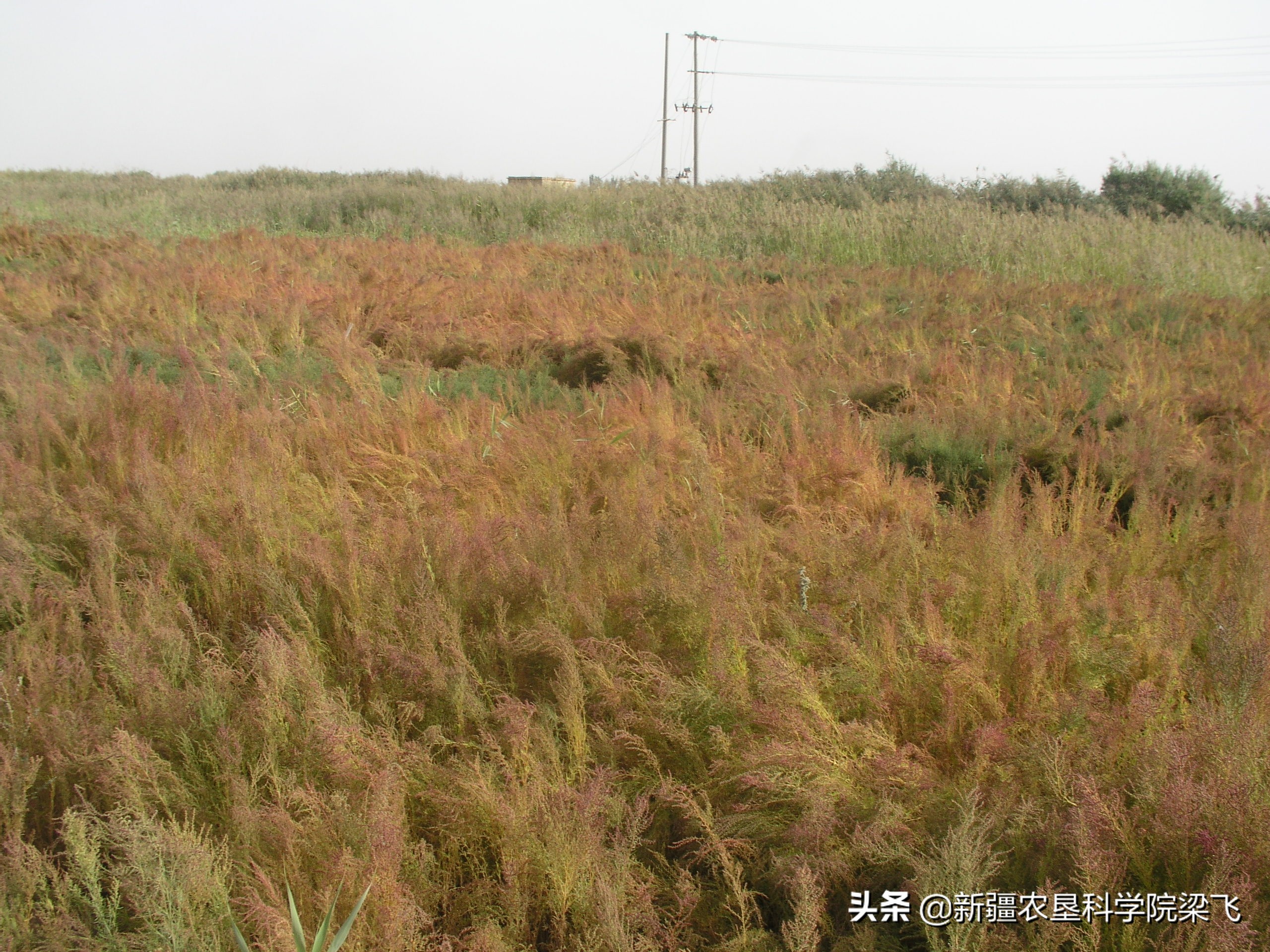盐角草与碱蓬的区别,盐地碱蓬改良盐碱地