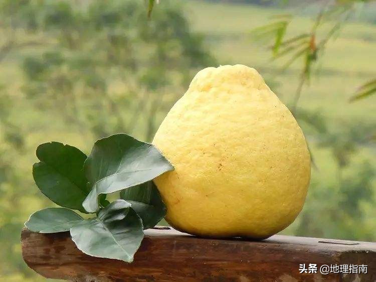 姊呭窞鏌氬瓙鍜屽槈搴旇尪,鍢夊簲鏌氬瓙