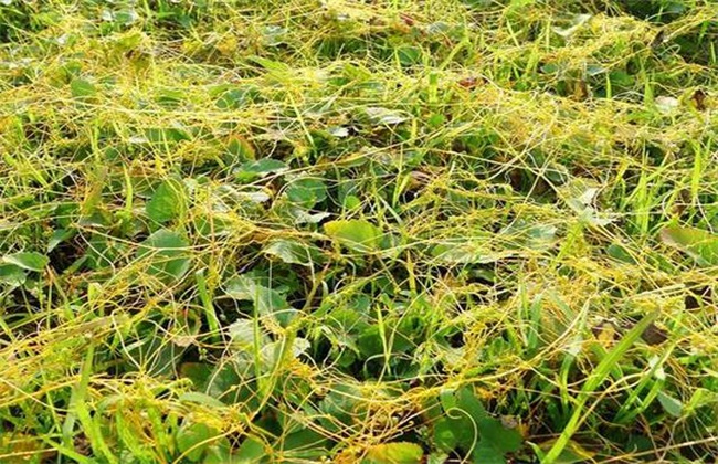 牛喂醋治什么病,食醋能治牛病吗