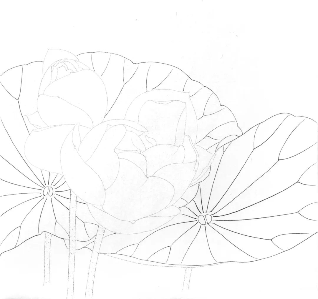 荷花手绘技巧,荷花绘步骤