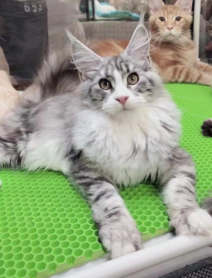 2000以内的缅因猫能买到吗,怎么买到好的缅因猫