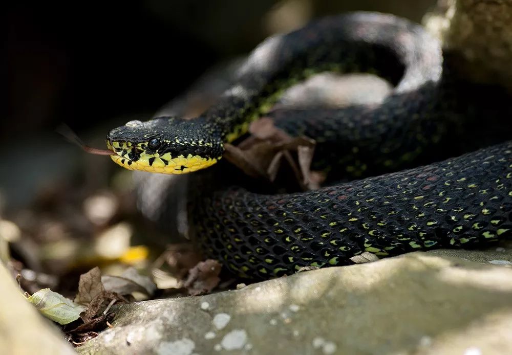 家里进蛇怎么办可以报警吗,家里进蛇找谁可以处理