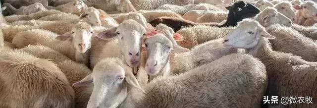 180只母羊怀孕了,一群母羊突然怀孕