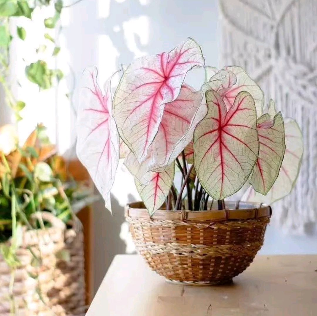 好养的盆栽花卉排名前十,盆栽花比较好养的有哪些