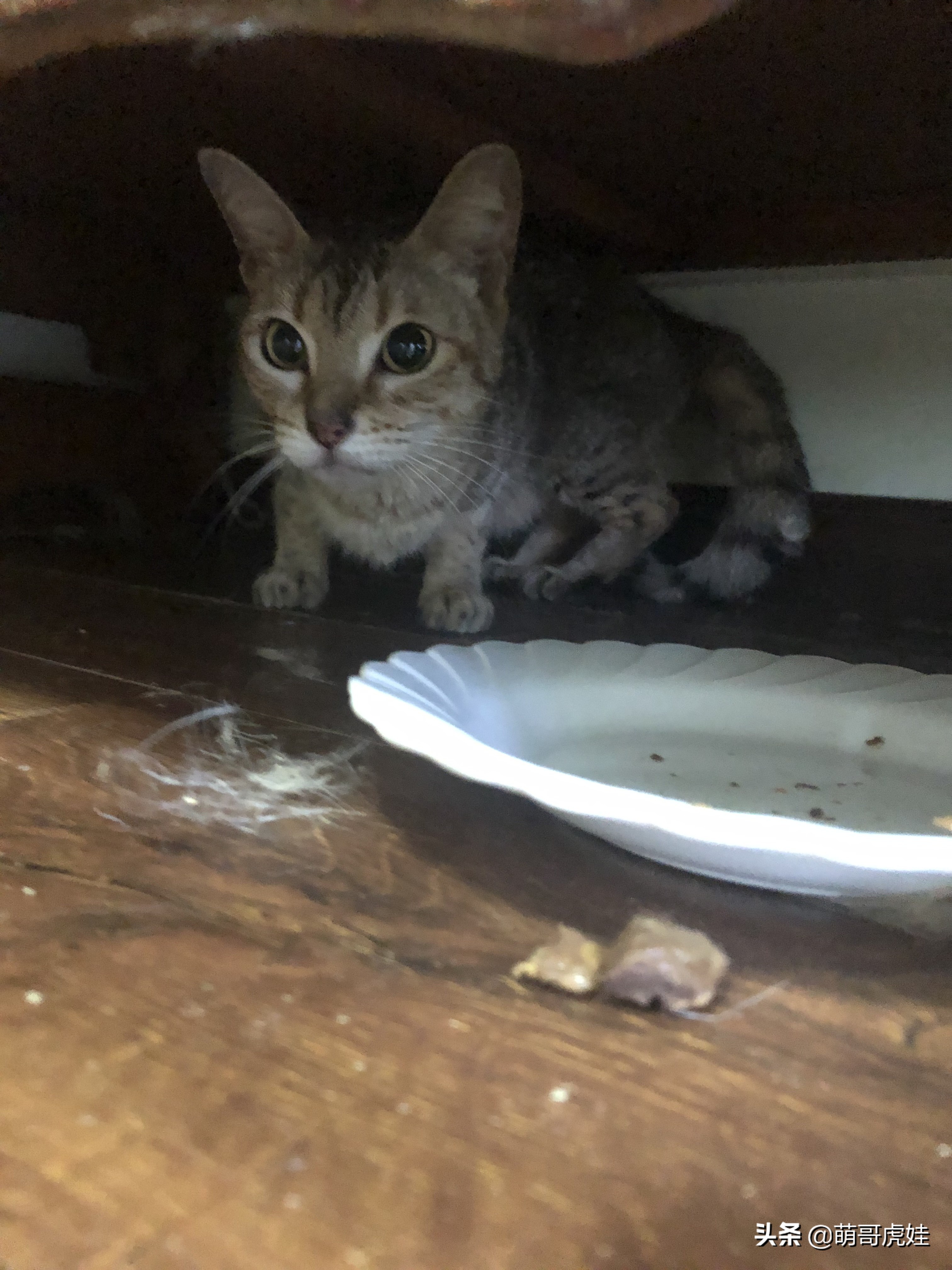 盘点发现自家猫咪干大坏事,主人回来发现猫被丢