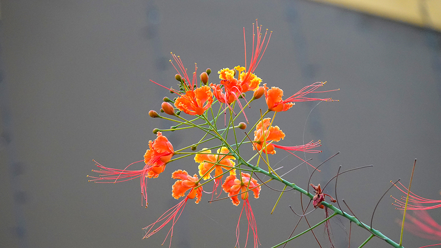 尼泊尔十堰,尼泊尔为什么这么穷