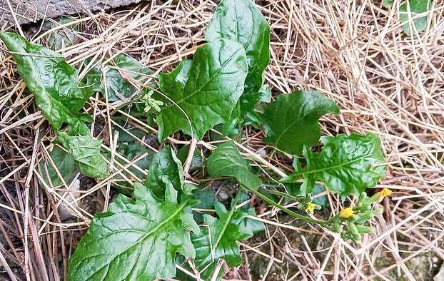 李时珍通便好物,李时珍通便软胶囊的功效