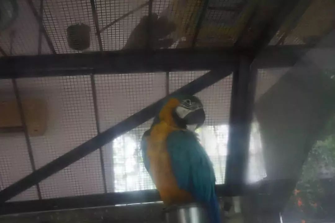 熊出没熊大熊二旅游,熊出没之熊大熊二乐园