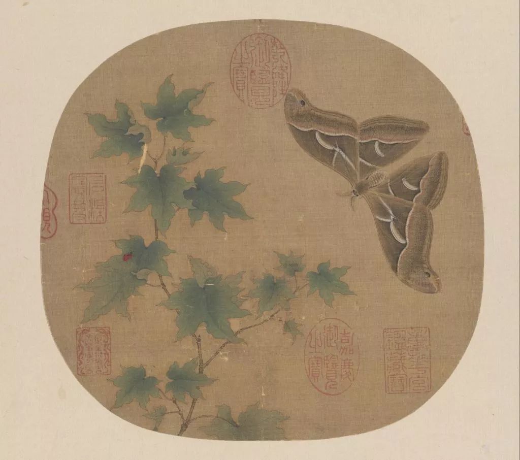 故宫百年荷花开花,北京故宫荷花开了么