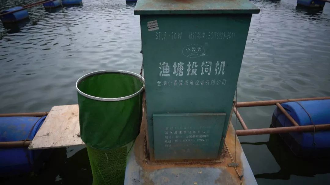 全面清理养殖网箱,水域取缔网箱养殖