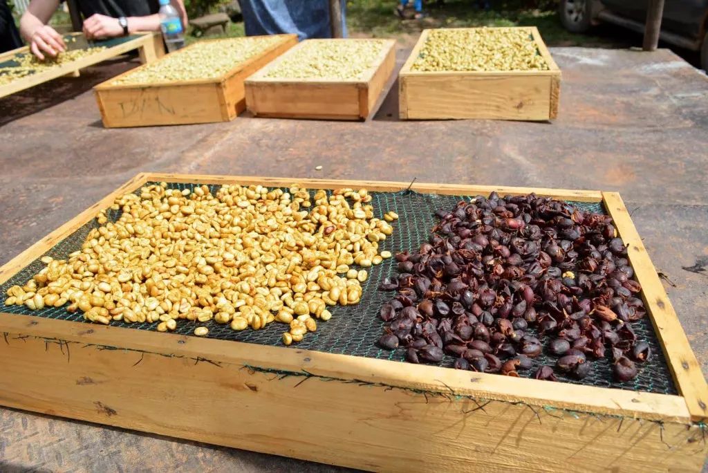 哥斯达黎加黑蜜咖啡,咖啡产区有什么区别