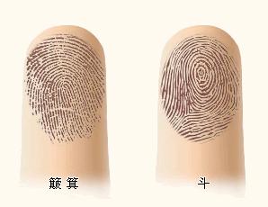 几个螺几个斗分别代表什么命,指纹几个斗