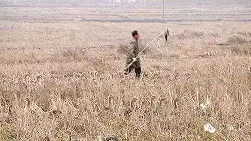 霍邱孟集镇养鹅场卖鹅肝,养鹅做鹅肝的过程