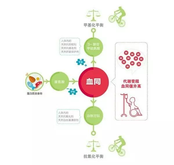 同型半胱氨酸检测后如何把握指标,如何判断同型半胱氨酸是否正常