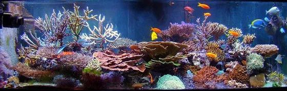 海缸如何养好水质,原生海缸家庭饲养