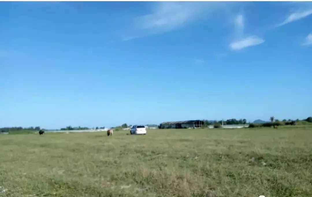 秸秆养牛最新模式分析图,什么作物高产秸秆可以养牛