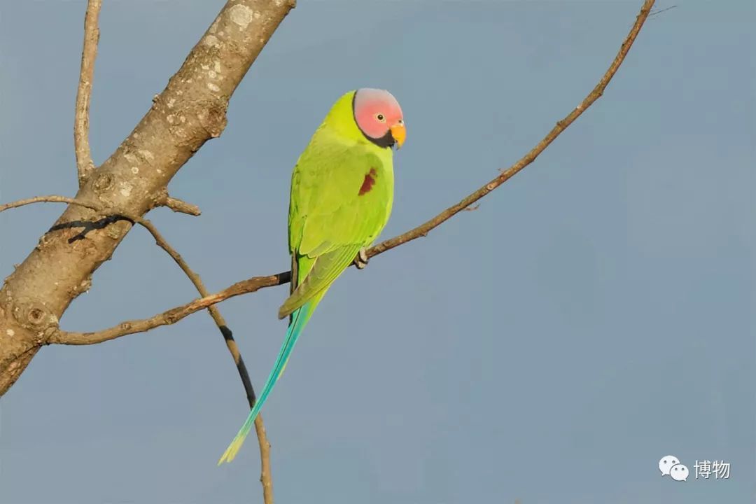 想跟博物一起外出采风？春节我们滇西见