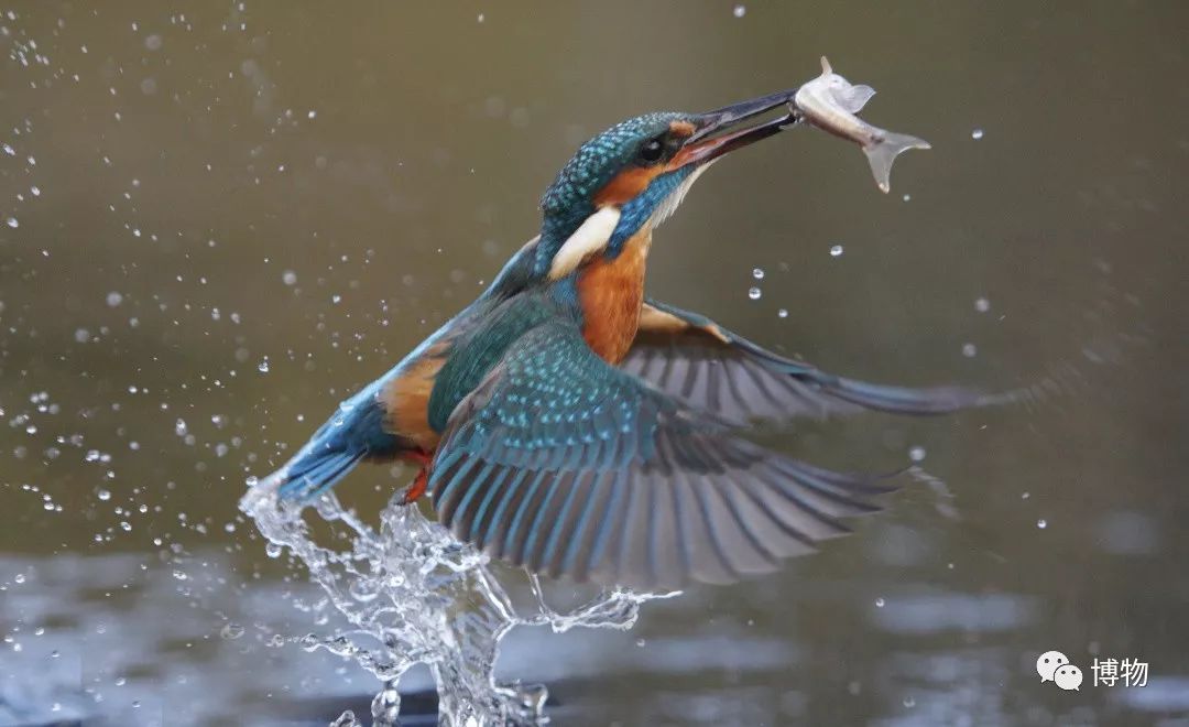 做点翠需要的材料,做点翠饰品犯法吗
