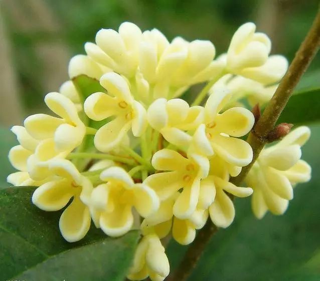 去有香味的地方,去有桂花的地方