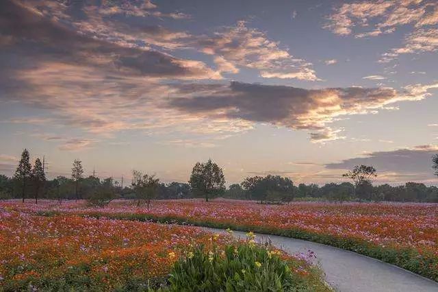 去有香味的地方,去有桂花的地方
