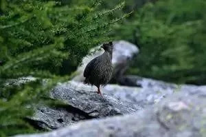 鳌太穿越和珠峰哪个难,禁止鳌太穿越的公告