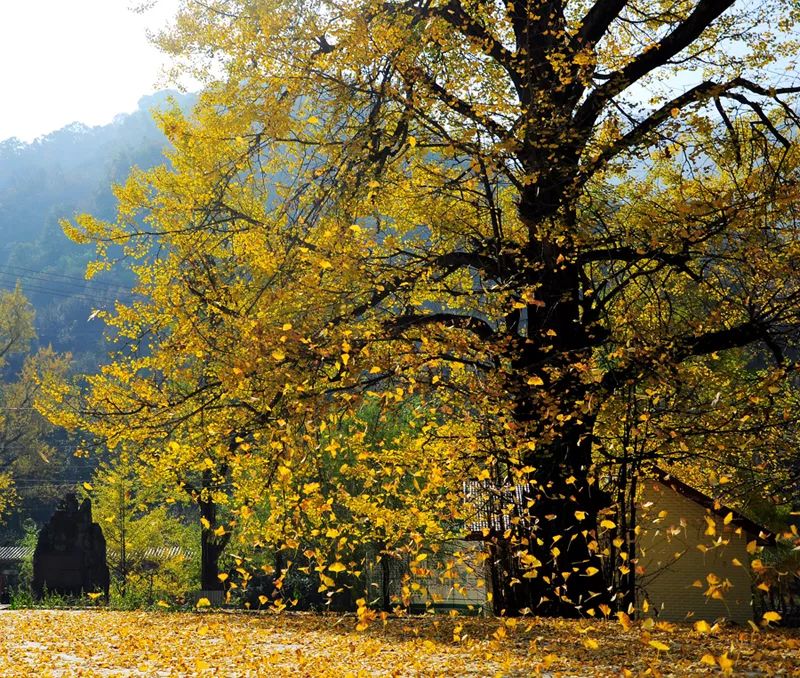 河南秋季最美红叶,河南十大红叶观赏地