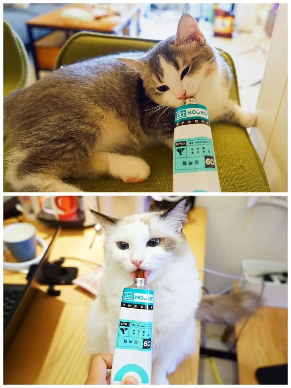 11.11宠物必买清单丨盘点那些被无限回购的萌宠爱用品