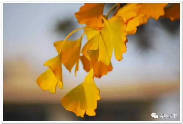 马彬红：1986年，那个秋