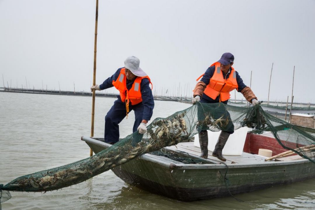 大闸蟹各部位千万别吃图解,大闸蟹这四个部位不建议吃