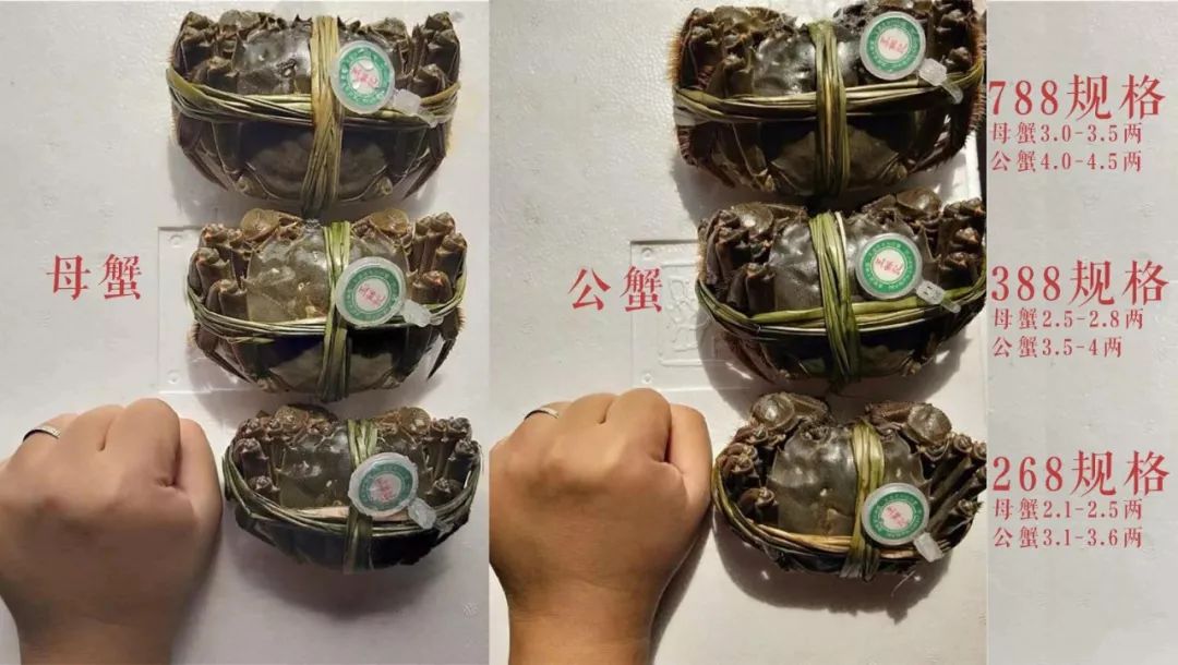 大闸蟹各部位千万别吃图解,大闸蟹这四个部位不建议吃