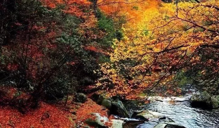 河南看红叶最好的地方,河南红叶最佳观赏时间表