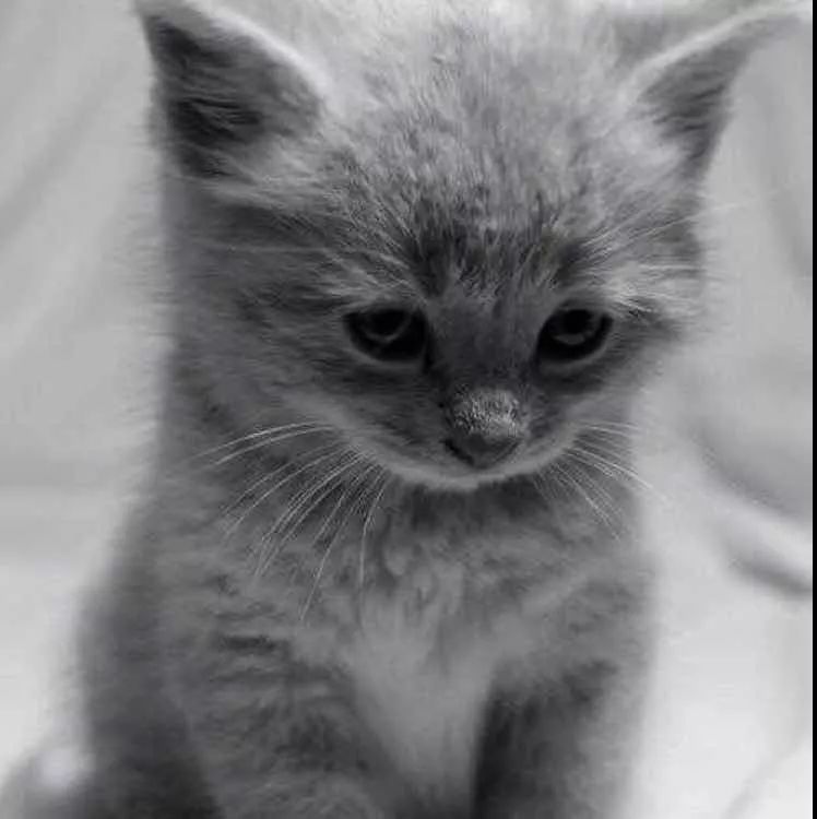 猫咪指甲剪短了会抖腿吗,剪猫咪指甲总是劈开