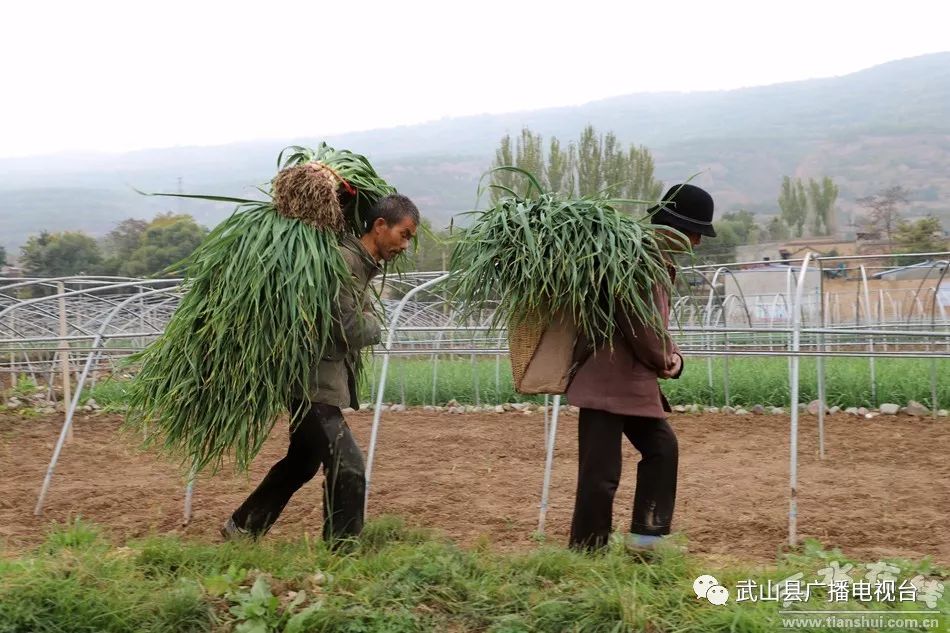 武山县的蒜苗今年价格,武山郭家庄大丰收挖蒜苗