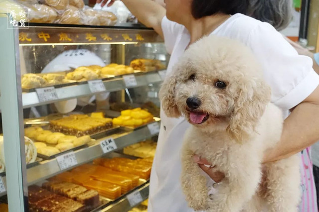 张敬轩美食一条街在哪,张敬轩之前住的地方