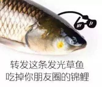 锦鲤用英文该怎么表达,锦鲤的英语是什么怎么写