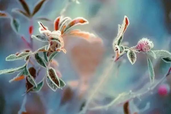 今日霜降节气注意事项,今日霜降一转眼已是深秋