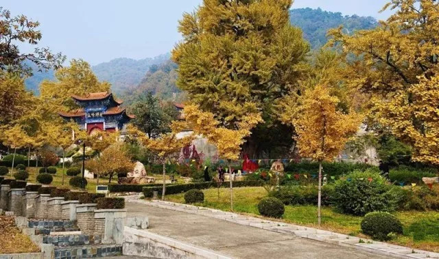 北方最大的银杏林在哪里,中国最大面积的银杏树林在哪里