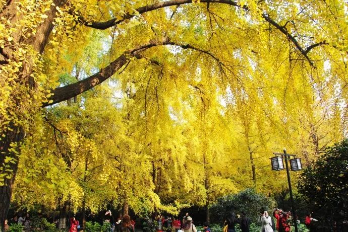 春雨枝头密似鳞，秋风树下落成金——秋日银杏（上）