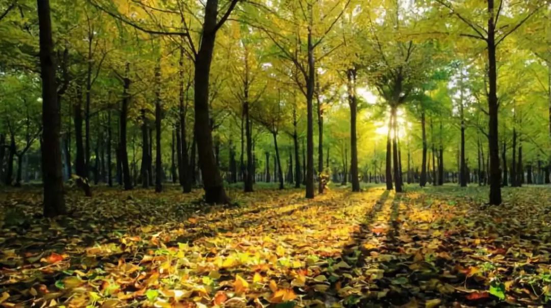 周末游玩银杏林,周末去哪里看银杏叶好