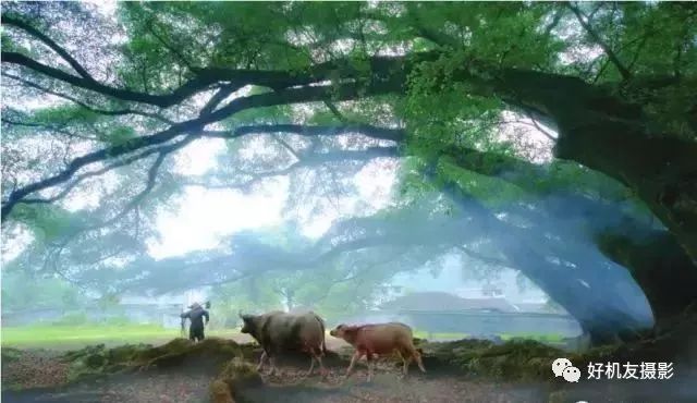 手机摄影制作教程最新热门作品,手机摄影制作与你共享