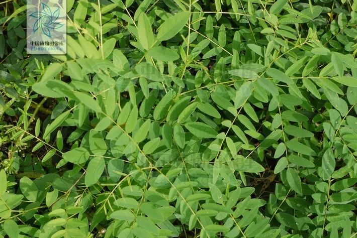 「本草驿站」带你认识不一样的“参”——苦参