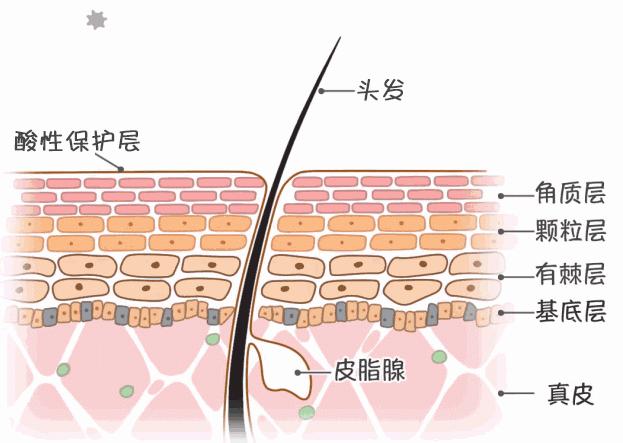 不用吹风机吹头发也可以变干,洗完头怎么不用吹风机弄干头发