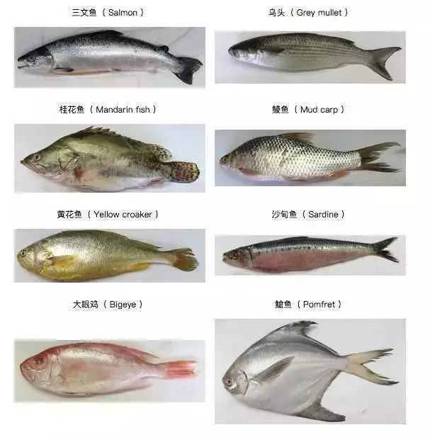 新生儿需要补dha补多久,6周岁以上的孩子怎么补dha