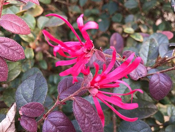 植物图鉴城市常见景观树,路边常见的植物