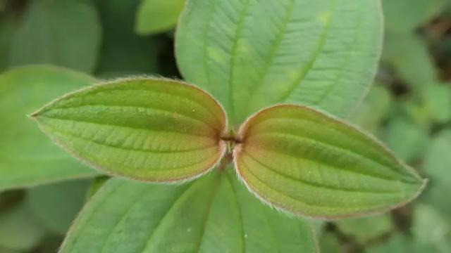 徕卡大光圈镜头,松下lx10对比徕卡相机