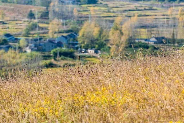 南京最美赏秋地点,南京赏秋之旅