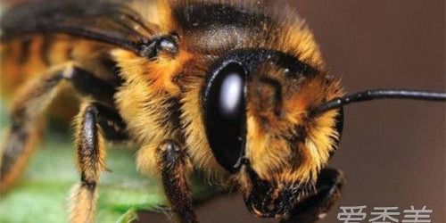 被蜜蜂蛰了怎么办,被蜜蜂蛰了怎么办安全教案
