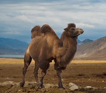 骆驼绒的纤维特性,骆驼绒属于什么纤维